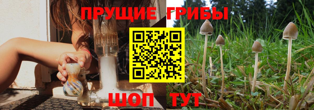 Галлюциногенные грибы Psilocybine cubensis Кулебаки
